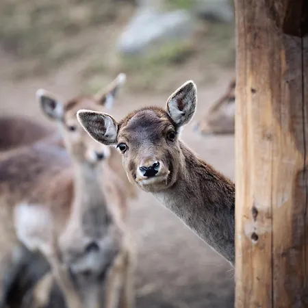 아파트 Bichlhof *