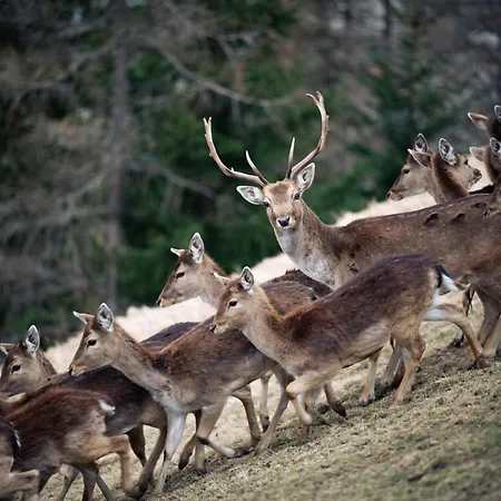 Bichlhof 니더타이