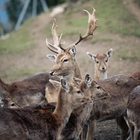 Bichlhof Нидертай