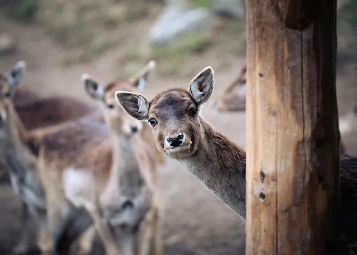 Апартаменты Bichlhof *