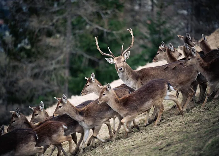 Bichlhof Нидертай