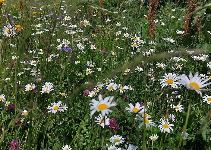 Апартаменты Bichlhof Нидертай